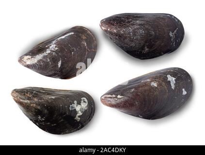 Group of mussels on white background with selective focus. Stock Photo