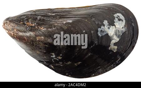 Mussel shell in extreme close up isolated on white background. Top view image. Stock Photo