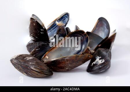 Group of closed and empty open mussels shells on white background. Selective focus. Stock Photo