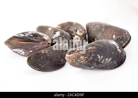 Group of closed mussels shells on white background. Selective focus. Stock Photo
