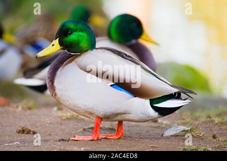 Mallard duck drake at Alderwood Park in Surrey, British Columbia, Canada Stock Photo