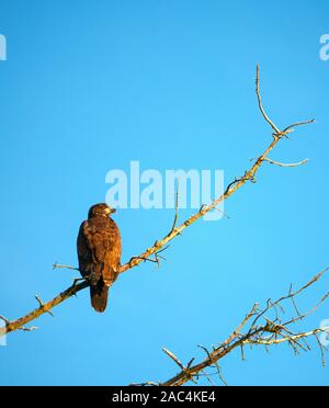 Immature bald eagle on tree branch against blue sky, Spencer Island, Snohomish Country Parks & Recreation, Everett, Washington Stock Photo