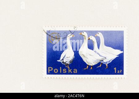 SEATTLE WASHINGTON - October 9, 2019: Polish postage stamp with white domesticated geese on dark blue background. Scott # 2098. Stock Photo