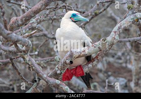 A white phased red footed booby (sula sola) on a branch with red coloured feet, Genovesa island, Galapagos national park, Ecuador. Stock Photo