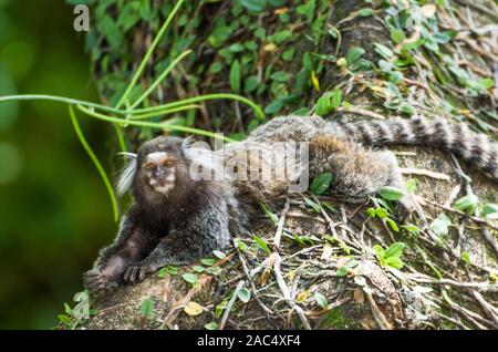 Beautiful marmoset monkey (Callithrix jacchus) found in large quantities in the city of Salvador in Brazil Stock Photo