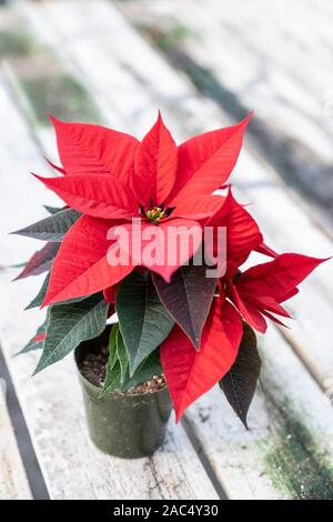 Isolated single red poinsettia plant set on wood plank table in greenhouse. Stock Photo