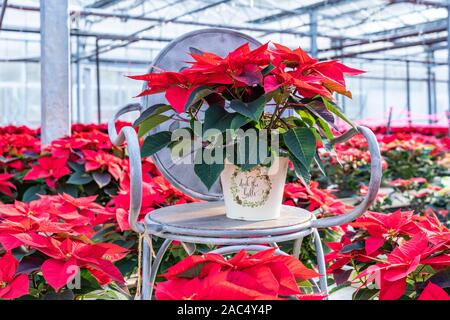 Bright red poinsettia plant within a Christmas decorative pot ready for the holidays. Stock Photo