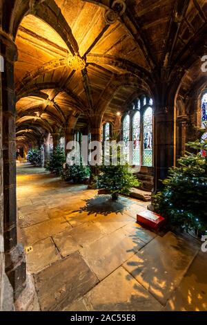 Cloisters and Christmas trees. Chester Cathedral at Christmas, Chester. UK