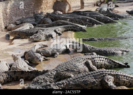 Feeding crocodiles on a crocodile farm. Crocodiles in the pond. Crocodile  farm. Cultivation of crocodiles. Crocodile sharp teeth. The meat flies into  Stock Photo - Alamy