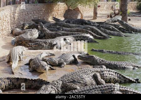 Crocodiles gathered for feeding, they are waiting for food. Crocodiles in the pond and go on land. Crocodile farm. Cultivation of crocodiles. Crocodil Stock Photo