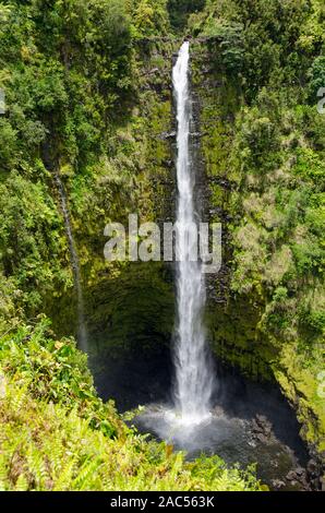 Beautiful 'Akaka Falls is 442 feet tall along a 0.4-mile loop hiking trail through a tropical rainforest, 'Akaka Falls State Park, Honomu, Hamakua coa Stock Photo