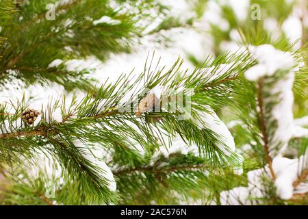 Pine branch with cones covered with fluffy snow. Stock Photo