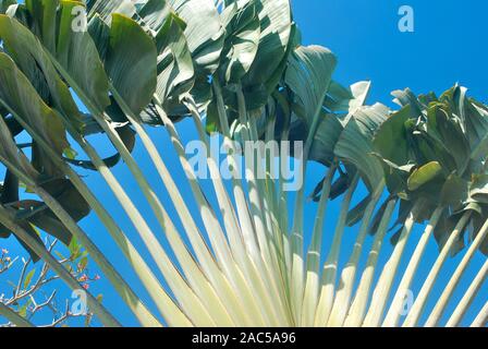 West African Plants - A Photo Guide - Ravenala madagascariensis Sonn.