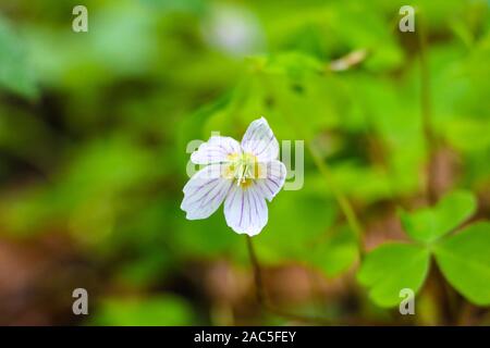 Oxalis, wood sorrel blossoming white flowers on a glade in the wood in sunny spring day Stock Photo
