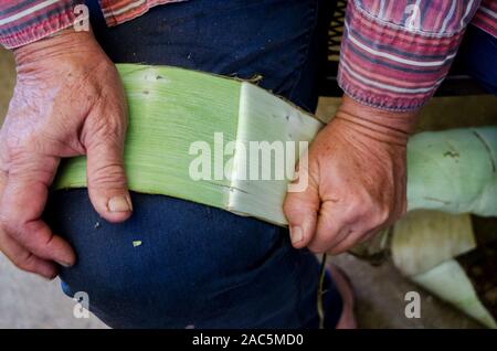 Kapa making on the Big Island: A kapa maker tests two dye plants, 'uki ...