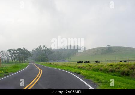 Cows graze along the winding Saddle Road on the Big Island. Stock Photo