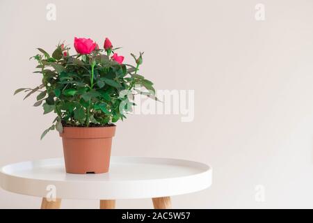 Miniature indoor rose house plant with pink flowers in a plastic pot on white coffee table on neutral background Stock Photo