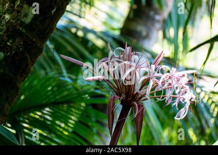 Spider lilies at Hawaii Tropical Botanical Garden near Onomea Bay in Papa'ikou near Hilo, Big Island of Hawai'i. Stock Photo