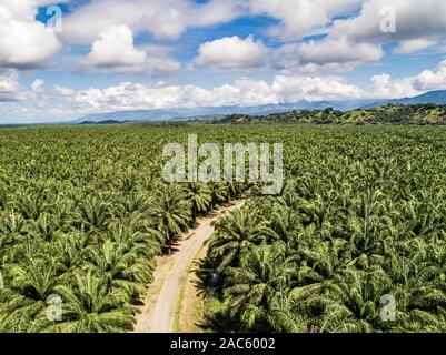 Aerial view of a road inside endless palm tree plantation in Costa Rica Central America produces palm oil. Stock Photo