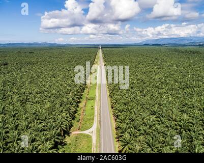 Aerial view of a road inside endless palm tree plantation in Costa Rica Central America produces palm oil. Stock Photo