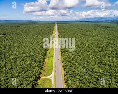 Aerial view of a road inside endless palm tree plantation in Costa Rica Central America produces palm oil. Stock Photo