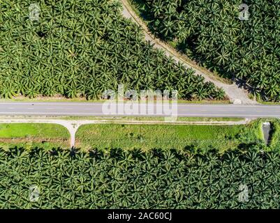 Aerial view of a road inside endless palm tree plantation in Costa Rica Central America produces palm oil. Stock Photo