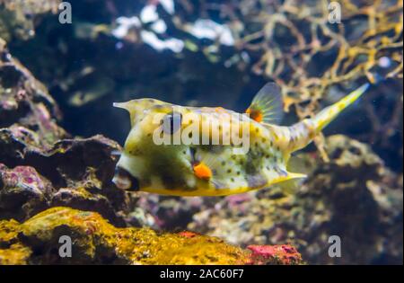 yellow longhorn cowfish in closeup, funny tropical aquarium pet Stock Photo