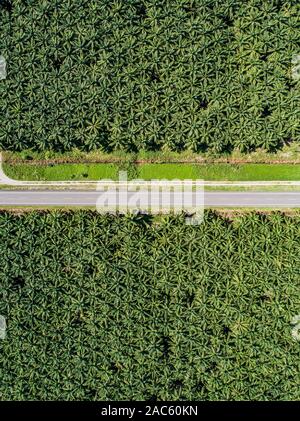 Aerial view of a road inside endless palm tree plantation in Costa Rica Central America produces palm oil. Stock Photo