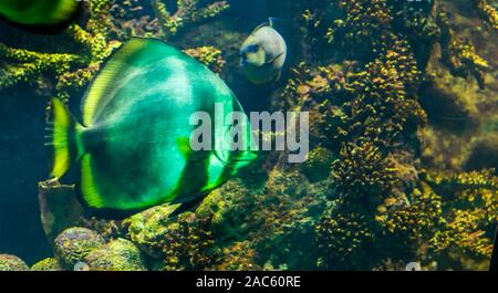 closeup of a big white angelfish with black stripes and yellow fins, huge aquarium pet swimming in the water, tropical fish specie Stock Photo