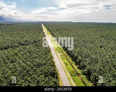 Aerial view of a road inside endless palm tree plantation in Costa Rica Central America produces palm oil. Stock Photo