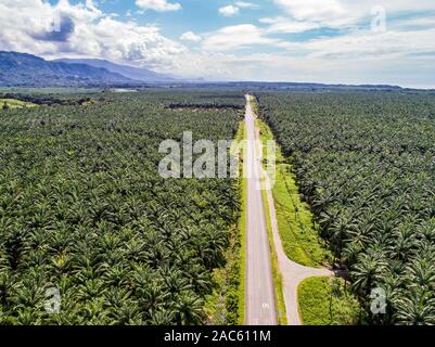 Aerial view of a road inside endless palm tree plantation in Costa Rica Central America produces palm oil. Stock Photo