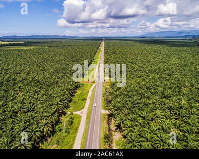 Aerial view of a road inside endless palm tree plantation in Costa Rica Central America produces palm oil. Stock Photo