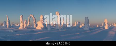 Panorama view of the snow packed trees on Riisitunturi fell at winter in Riisitunturi National Park, Posio, Finland Stock Photo