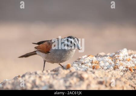 Cape bunting on the ground, Emberiza capensis, Namibia Stock Photo