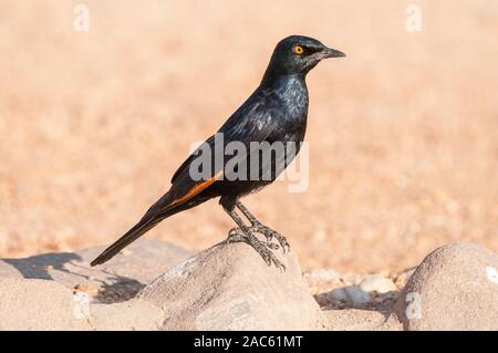 pale-winged starling, Onychognathus nabouroup, Namibia Stock Photo