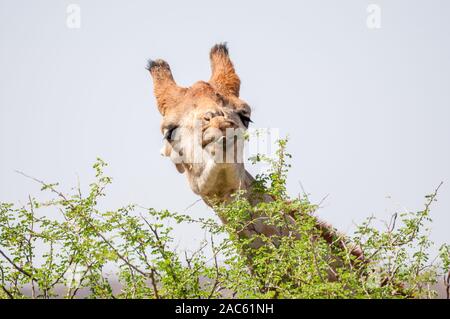 three-horned giraffe, Giraffa camelopardalis, eating, Namibia Stock Photo
