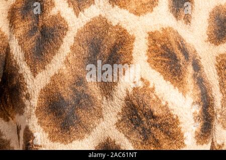 three-horned giraffe, Giraffa camelopardalis, close-up view, pattern, Namibia Stock Photo