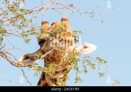 three-horned giraffe, Giraffa camelopardalis, eating, Namibia Stock Photo