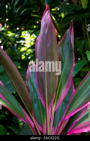 Deep green and bright pink leaves on a ti leaf plant at the Hawaii Tropical Botanical Garden, Papa'ikou (north of Hilo), Big island of Hawaiʻi. Stock Photo