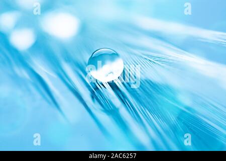 Beautiful water drops on the feather. Macro. Beautiful soft light blue and violet background. Selective focus. Background with copy space. Stock Photo