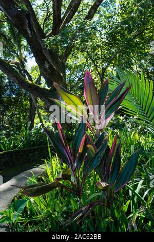 A colorful scene with red and pink ti leaves, palm leaf and a large koa tree along the pathway at Hawaii Tropical Botanical Garden, Papa'ikou (near Hi Stock Photo
