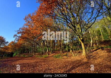 Autumn tree with leaves on the ground,Bramcote hills park,Nottingham,England,UK Stock Photo