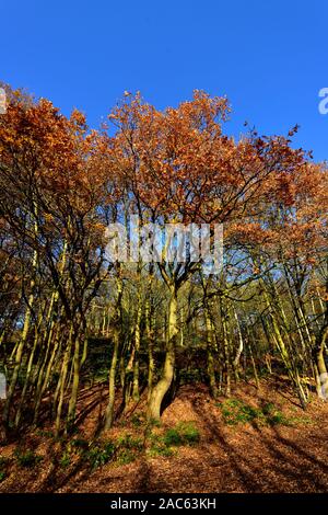 Autumn tree with leaves on the ground,Bramcote hills park,Nottingham,England,UK Stock Photo