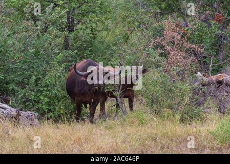 Cape Buffalo at Pafuri in The Kruger national park in South Africa Stock Photo