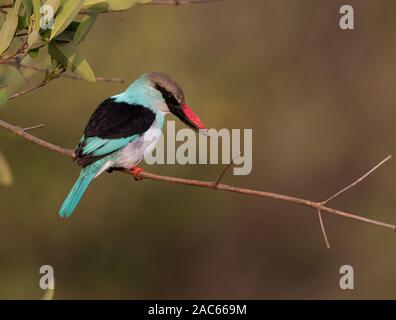Blue breasted Kingfisher, Halcyon malimbica, Koto, The Gambia, West Africa Stock Photo