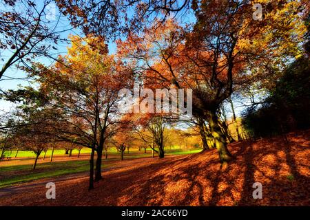 Autumn tree with leaves on the ground,Bramcote hills park,Nottingham,England,UK Stock Photo