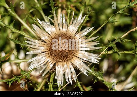 Flower of Stemless Carline Thistle (Carlina acaulis). Endangered and rare plant. Italian Alps, Monte Baldo, Europe Stock Photo