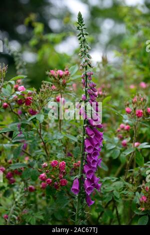 digitalis purpurea,red rose,roses,foxglove,foxgloves,mix,mixed,flower,flowers,flowering,classical english garden combination,planting schemes,garden Stock Photo