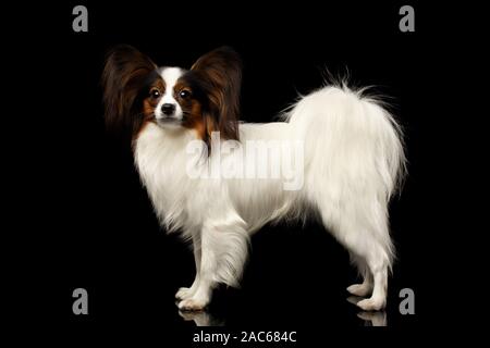 Two cute papillon puppies are standing on a green grass in the summer park.  Pet animals. Purebred dog Stock Photo - Alamy
