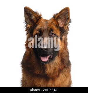 Portrait of Longhaired Shepherd Dog Gazing on Isolated White Background Stock Photo